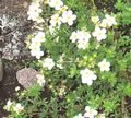 white Garden Flowers Cinquefoil, Potentilla Photo, cultivation and description, characteristics and growing