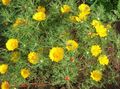 yellow Garden Flowers Cladanthus Photo, cultivation and description, characteristics and growing