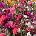red Clarkia, Garland Flower, Mountain Garland Photo, cultivation and description, characteristics and growing