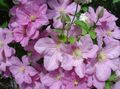 pink Garden Flowers Clematis Photo, cultivation and description, characteristics and growing