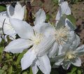 white Garden Flowers Clematis Photo, cultivation and description, characteristics and growing