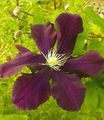 burgundy Garden Flowers Clematis Photo, cultivation and description, characteristics and growing
