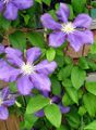 lilac Garden Flowers Clematis Photo, cultivation and description, characteristics and growing
