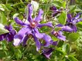 purple Garden Flowers Clematis Photo, cultivation and description, characteristics and growing