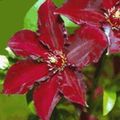 kırmızı Bahçe Çiçekleri Yabanasması, Clematis fotoğraf, yetiştirme ve tanım, özellikleri ve büyüyen