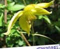 sarı Bahçe Çiçekleri Yabanasması, Clematis fotoğraf, yetiştirme ve tanım, özellikleri ve büyüyen