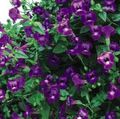 lilla Klovn Blomst, Wishbone Blomst, Torenia Foto, dyrkning og beskrivelse, egenskaber og voksende