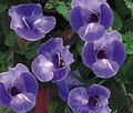 blå Klovn Blomst, Wishbone Blomst, Torenia Foto, dyrkning og beskrivelse, egenskaber og voksende