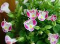 pink Klovn Blomst, Wishbone Blomst, Torenia Foto, dyrkning og beskrivelse, egenskaber og voksende