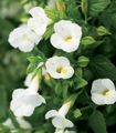 hvid Klovn Blomst, Wishbone Blomst, Torenia Foto, dyrkning og beskrivelse, egenskaber og voksende