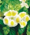 gul Klovn Blomst, Wishbone Blomst, Torenia Foto, dyrkning og beskrivelse, egenskaber og voksende