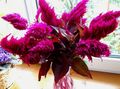 burgundy Garden Flowers Cockscomb, Plume Plant, Feathered Amaranth, Celosia Photo, cultivation and description, characteristics and growing