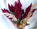burgundy Garden Flowers Cockscomb, Plume Plant, Feathered Amaranth, Celosia Photo, cultivation and description, characteristics and growing
