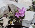 ピンク 庭の花 Collomia フォト, 栽培 と 説明, 特性 と 成長