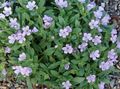 lilac Garden Flowers Collomia Photo, cultivation and description, characteristics and growing