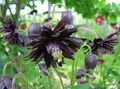 preto Flores do Jardim Columbine Flabellata, Aquilégia Europeu, Aquilegia foto, cultivo e descrição, características e crescente