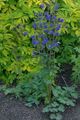blu I fiori da giardino Columbine Flabellata, Columbine Europeo, Aquilegia foto, la lavorazione e descrizione, caratteristiche e la coltivazione