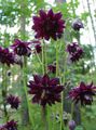 burgundietis Dārza Ziedi Columbine Flabellata, Eiropas Ozoliņi, Aquilegia Foto, audzēšana un apraksts, raksturlielumi un augošs