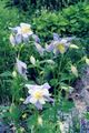 šviesiai mėlynas Sodo Gėlės Columbine Flabellata, Europos Columbine, Aquilegia Nuotrauka, auginimas ir aprašymas, charakteristikos ir augantis