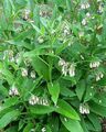 white Garden Flowers Comfrey, Symphytum Photo, cultivation and description, characteristics and growing