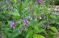 lilac Garden Flowers Comfrey, Symphytum Photo, cultivation and description, characteristics and growing