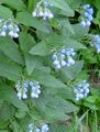 light blue Garden Flowers Comfrey, Symphytum Photo, cultivation and description, characteristics and growing