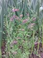 pink Garden Flowers Common Fumitory, Beggary, Earth Smoke, Wax Dolls, Fumaria officinalis Photo, cultivation and description, characteristics and growing