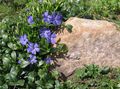 azul claro Vinca Común, Mirto Rastrero, Flor-De-Muerte, Vinca minor Foto, cultivo y descripción, características y cultivación