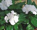 white Common Periwinkle, Creeping Myrtle, Flower-of-Death, Vinca minor Photo, cultivation and description, characteristics and growing