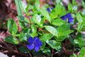 plava Zajednička Zimzelen, Puzanje Mirte, Cvijet-Od-Smrti, Vinca minor Foto, uzgajanje i opis, karakteristike i uzgoj