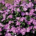 lilac Common Periwinkle, Creeping Myrtle, Flower-of-Death, Vinca minor Photo, cultivation and description, characteristics and growing