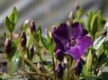 púrpura Vinca Común, Mirto Rastrero, Flor-De-Muerte, Vinca minor Foto, cultivo y descripción, características y cultivación