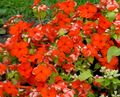 crvena Zajednička Zimzelen, Puzanje Mirte, Cvijet-Od-Smrti, Vinca minor Foto, uzgajanje i opis, karakteristike i uzgoj