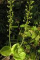 fotografija Skupno Twayblade, Jajčaste Leaf Neottia opis, značilnosti in rast