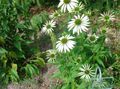 бял Градински цветове Ехинацея, Източната Ехинацея, Echinacea снимка, отглеждане и описание, характеристики и култивиране