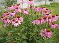 розов Градински цветове Ехинацея, Източната Ехинацея, Echinacea снимка, отглеждане и описание, характеристики и култивиране