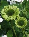 зелен Градински цветове Ехинацея, Източната Ехинацея, Echinacea снимка, отглеждане и описание, характеристики и култивиране