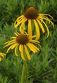 yellow Coneflower, Eastern Coneflower, Echinacea Photo, cultivation and description, characteristics and growing