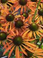 оранжев Градински цветове Ехинацея, Източната Ехинацея, Echinacea снимка, отглеждане и описание, характеристики и култивиране