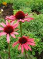 червен Градински цветове Ехинацея, Източната Ехинацея, Echinacea снимка, отглеждане и описание, характеристики и култивиране