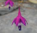 purple Garden Flowers Coral Drops, Bessera elegans Photo, cultivation and description, characteristics and growing
