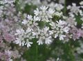 white Garden Flowers Coriander, Cilantro, Chinese Parsley, Coriandrum Photo, cultivation and description, characteristics and growing