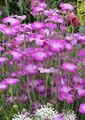 leylak Bahçe Çiçekleri Mısır Kabuk, Agrostemma githago fotoğraf, yetiştirme ve tanım, özellikleri ve büyüyen