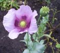 lilac Garden Flowers Corn Poppy, Papaver Photo, cultivation and description, characteristics and growing