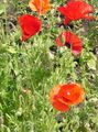 red Garden Flowers Corn Poppy, Papaver Photo, cultivation and description, characteristics and growing