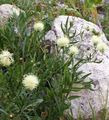 yellow Cornflower, Centaurea ruthenica Photo, cultivation and description, characteristics and growing
