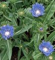 light blue Cornflower Aster, Stokes Aster, Stokesia Photo, cultivation and description, characteristics and growing