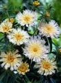 hvid Kornblomst Aster, Stokes Asters, Stokesia Foto, dyrkning og beskrivelse, egenskaber og voksende