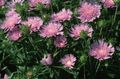 pink Kornblomst Aster, Stokes Asters, Stokesia Foto, dyrkning og beskrivelse, egenskaber og voksende