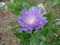 lilla Kornblomst Aster, Stokes Asters, Stokesia Foto, dyrkning og beskrivelse, egenskaber og voksende